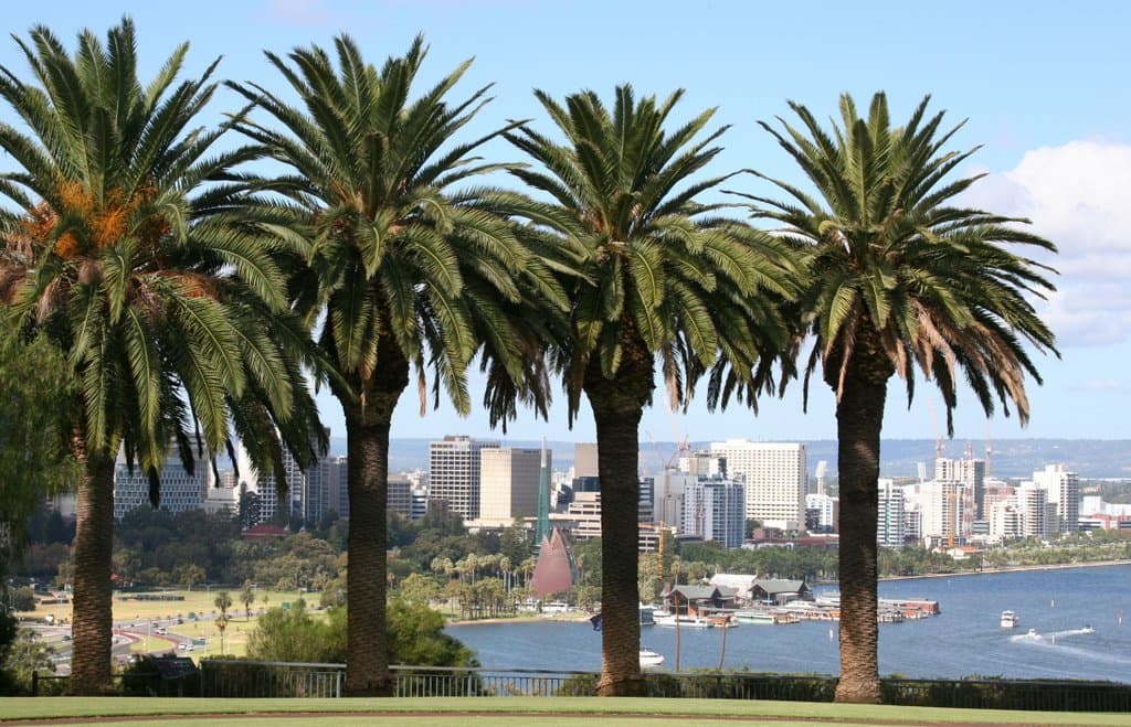 Date Palm for sale Victoria