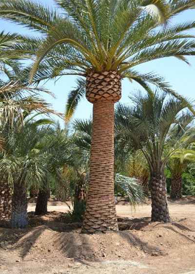 Canary Island Date Palm for sale Victoria