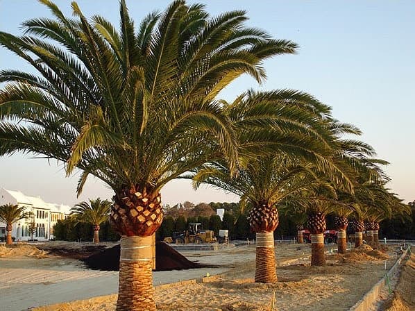 Palm trees Toorak
