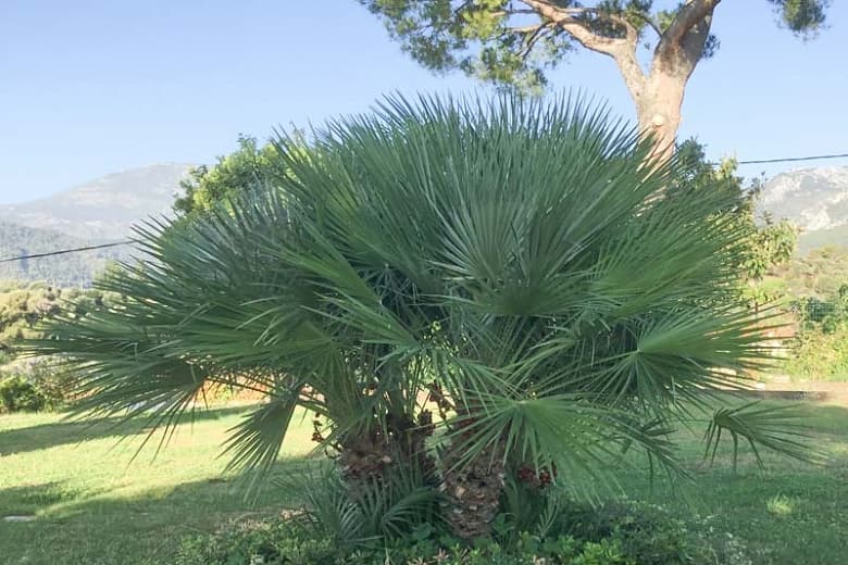 Chinese Fan Palm for sale Victoria