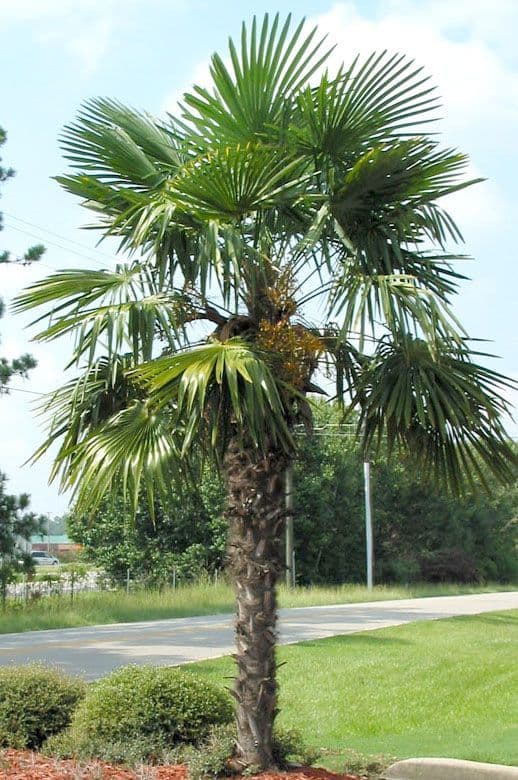 Windmill Palm for sale Victoria