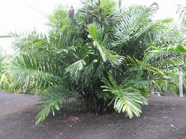 Dwarf Sugar Palm for sale Victoria