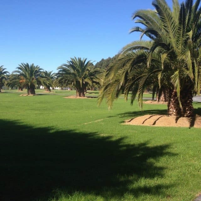 Canary Date Palms for sale