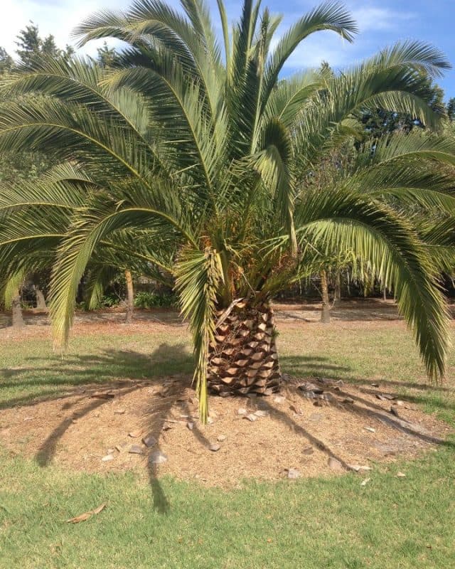 Picture perfect mini palm