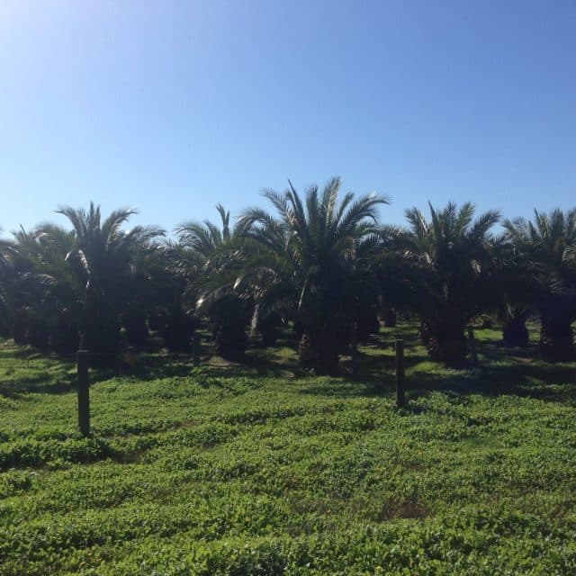 Fresh Canary Date Palms