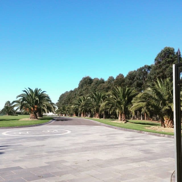 Canary Date Palm driveway