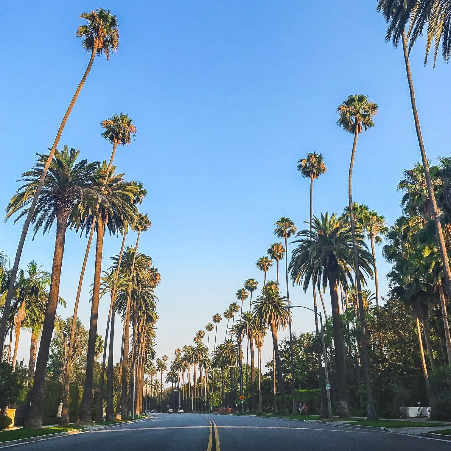 Palm tree varieties available in Victoria