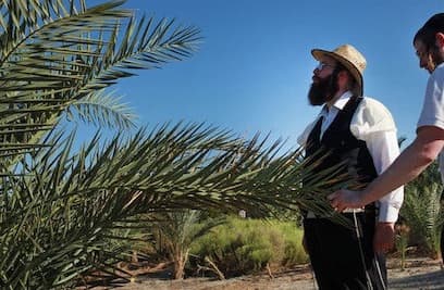 Palm leaves for Sukkot Jewish ceremony Melbourne