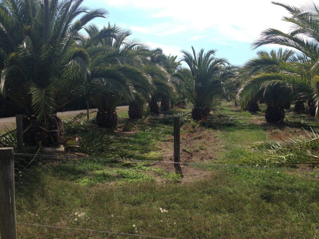 Palm nursery Pearcedale Victoria