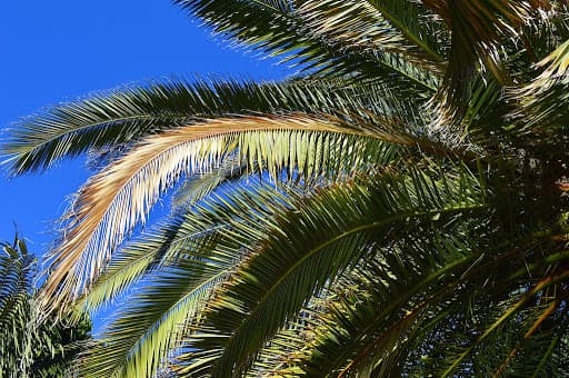 Palm tree sales Melbourne Victoria