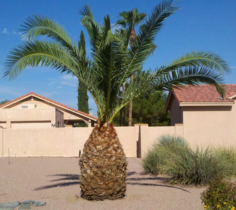 Pineapple Palm for sale Victoria