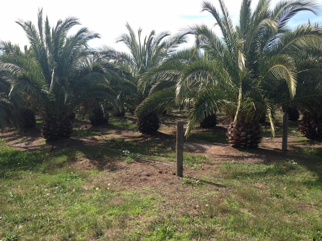 Canary Date Palm nursery