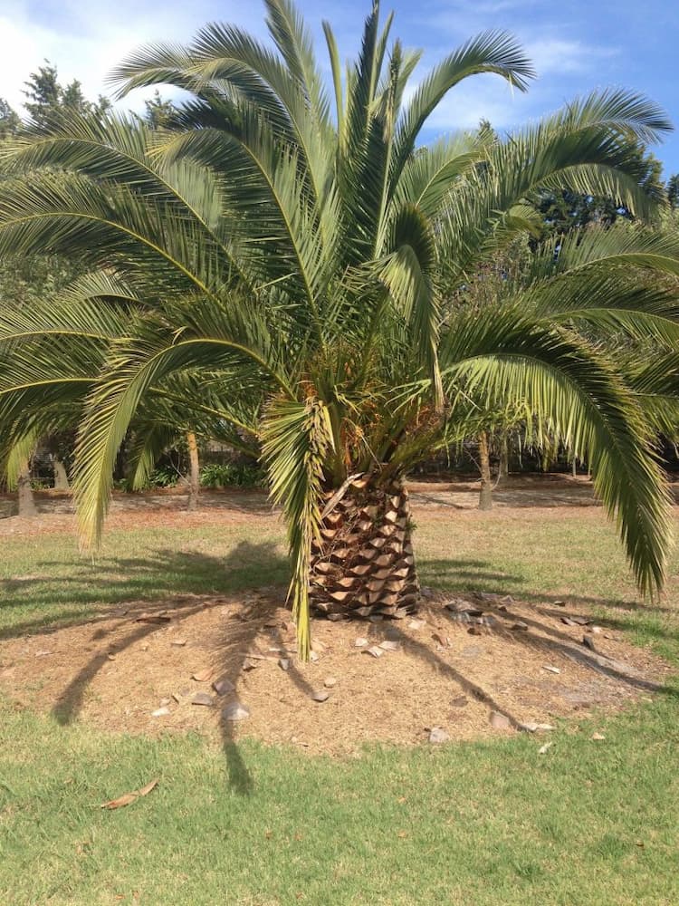Palm nursery