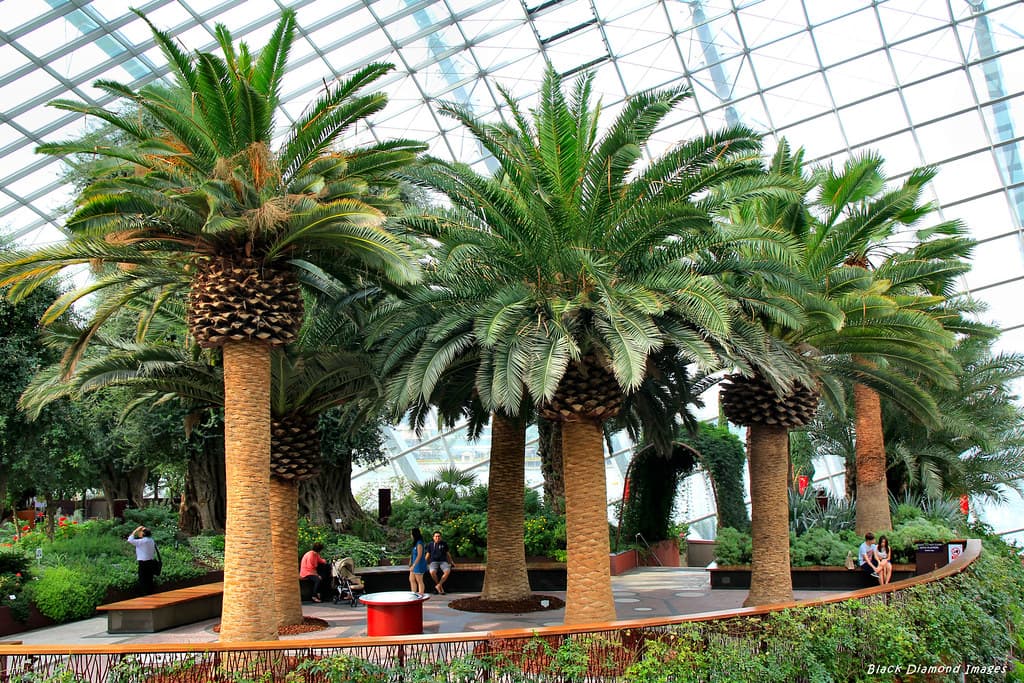 Canary Island Date Palms nursery Pearcedale