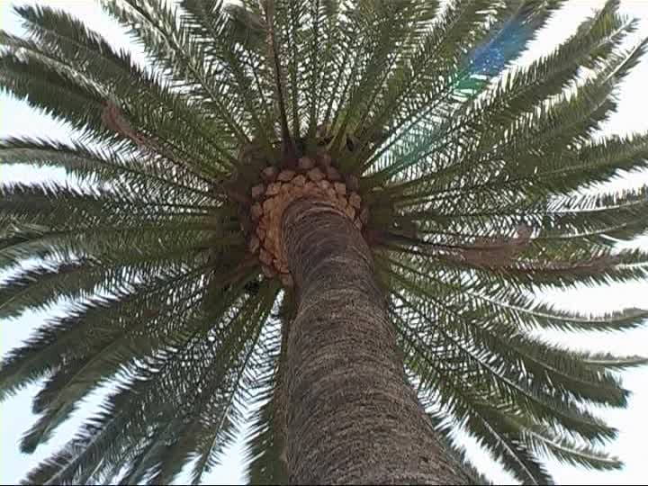 Canary Palm Tree for sale