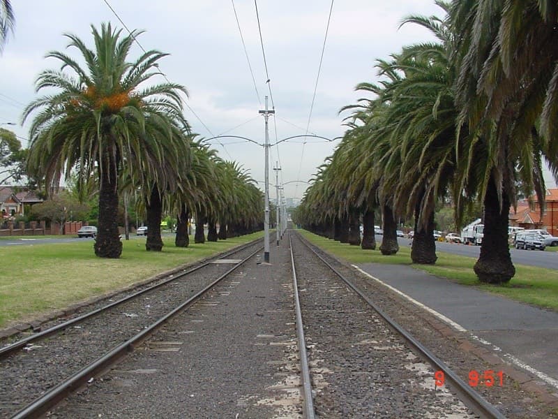 Melbourne Canary Island palm trees