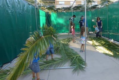 Palm branches for sale Melbourne