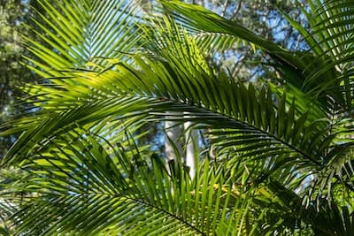 Fresh palm leaves Melbourne
