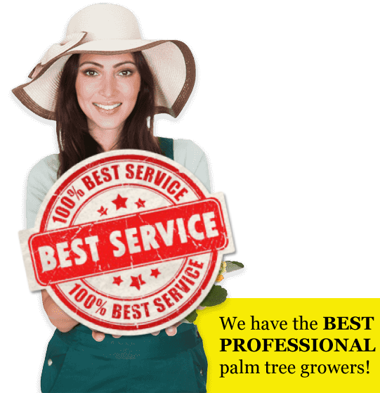 Palm Tree Sales best service guarantee