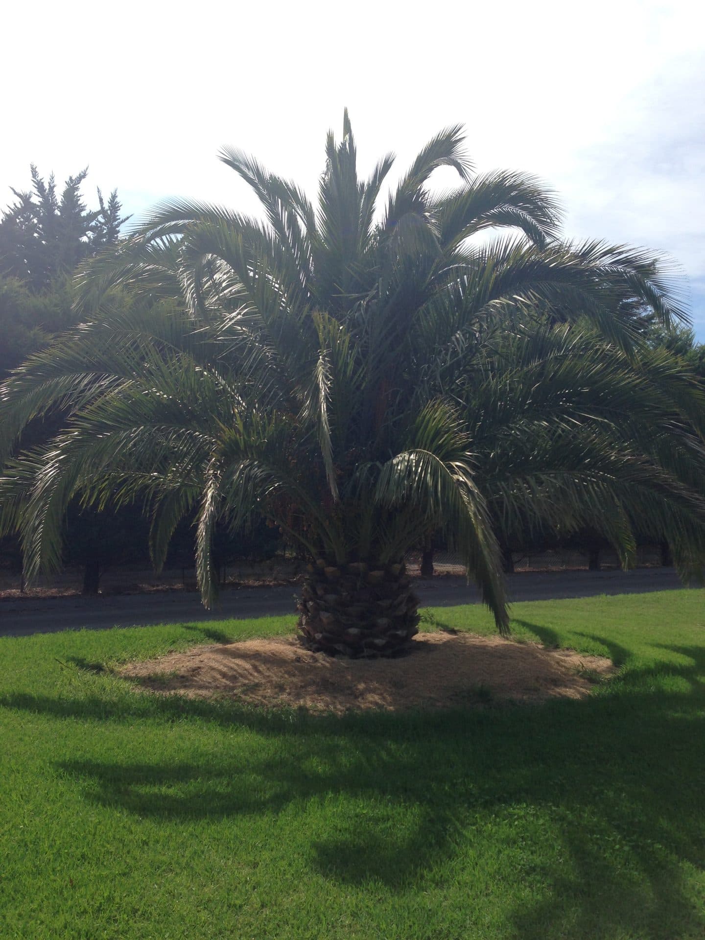Palm Tree Sales Pearcedale nursery