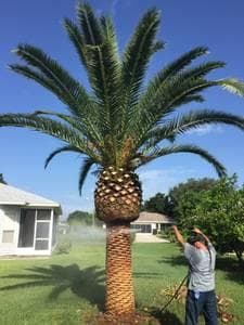 Palm tree sale Victoria best prices