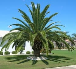 Palm tree sales Canary Island Date Palm Melbourne